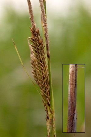Carex stricta montage