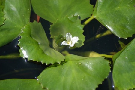 Trapa natans flower