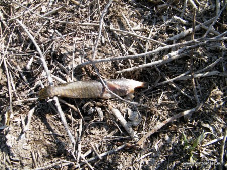 A Tisza-tavon is komoly károkat okoz a kárókatona