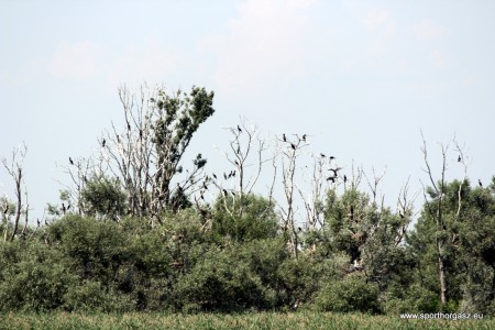 A Tisza-tavon is komoly károkat okoz a kárókatona
