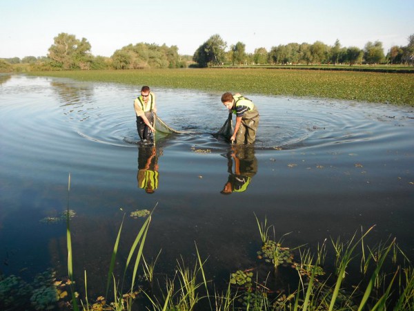 Nyár végi ivadékhelyzet a Tisza tónál