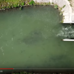 Screenshot 2020 01 14 4 A szőke tó A Tisza tó hat évszaka teljes film YouTube
